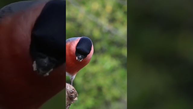 The significance of a  male bullfinch bird and characters.
