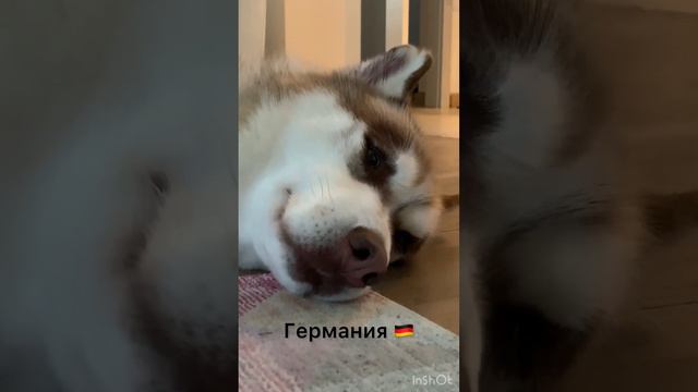 Тео расскажи о себе