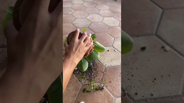Peperomia Pilea |