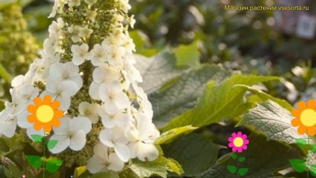 Гортензия дуболистная. Краткий обзор, описание hydrangea quercifolia jetstream piihq i pbr