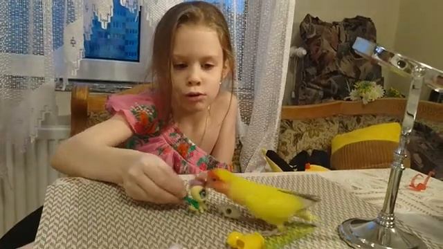 Мой попугай дерётся ?