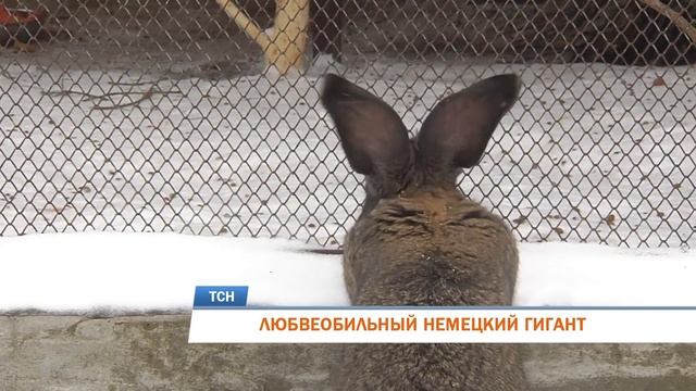 ЛЮБВЕОБИЛЬНЫЙ НЕМЕЦКИЙ ГИГАНТ