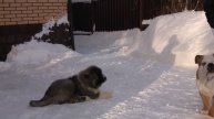 Щенки КО