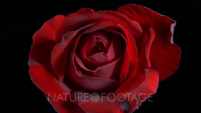 Close Up Red Rose Opens Ingrid Bergman Rose