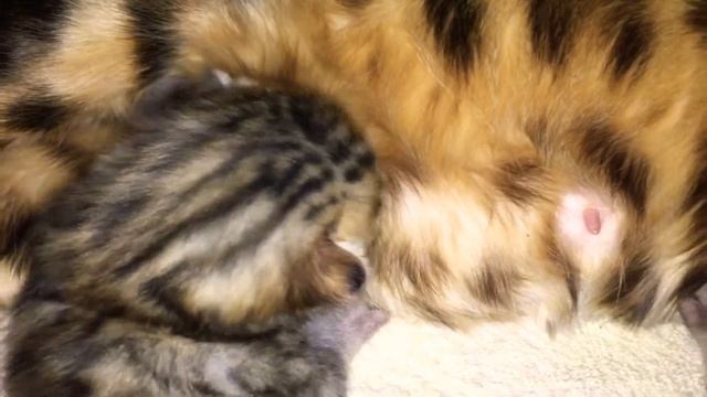 Бенгальские котята 10 дней после рождения.