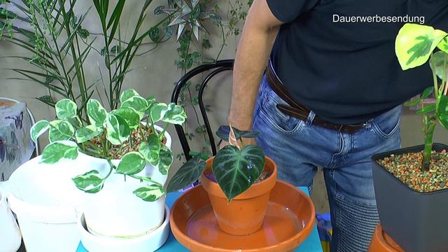 Peperomia Variegata Juwelorchidee Philodendron Verrucosum Philodendron Malay Gold Vermehrung Anzuch