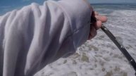 Fishing the Z-Man TRD CRAWZ in the SURF!