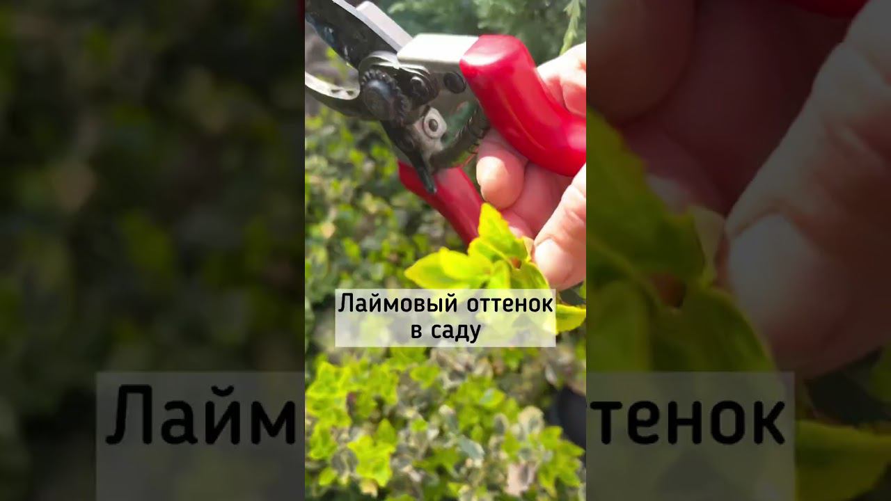 Лаймовый оттенок в нашем саду☘️☘️ Март 24☘️☘️ Молочай ☘️ Бересклет ☘️ Очиток Ангелина