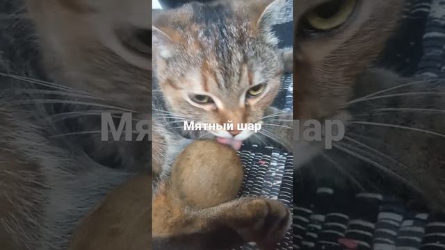 мятный шар для кошки