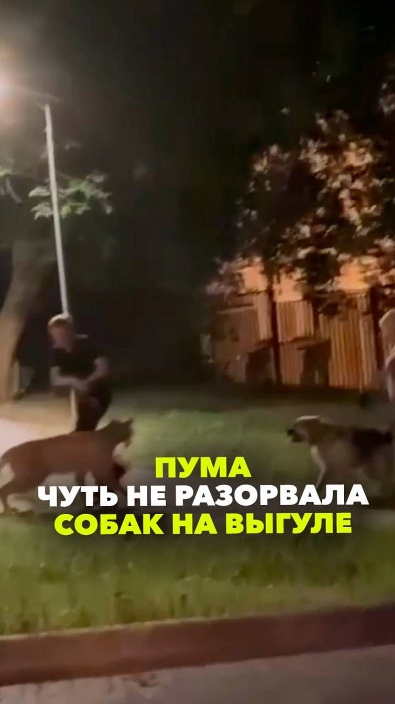 Пума чуть не разорвала собак на прогулке в Москве — от беды удержал хозяин дикой кошки
