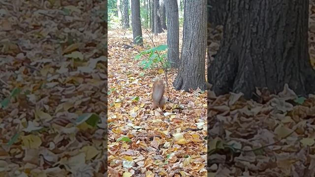 Белка знает где спрятаны орешки