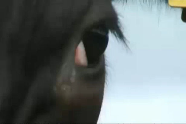 Коровы Голштинской породы на oleg-inform.ru