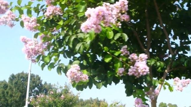 Лагестремия индийская-особый вид Сирени!!!Lagerstroemia.Кирьят-Ям.Израиль.Kiryat-Yam. Israe.l