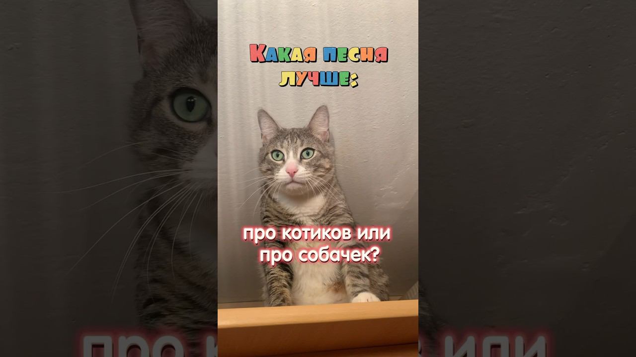 Какая песня лучше? #animal #animalcat #cat #cute #а4 #likee #funny #котики