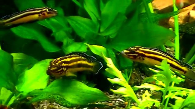 #Aquarium. Домашняя релаксация - aquarium.