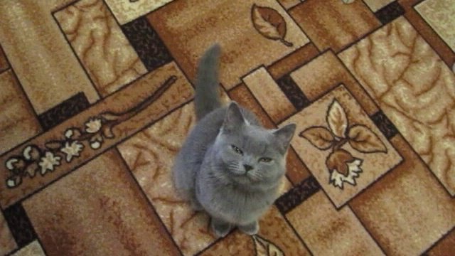 Моя кошка