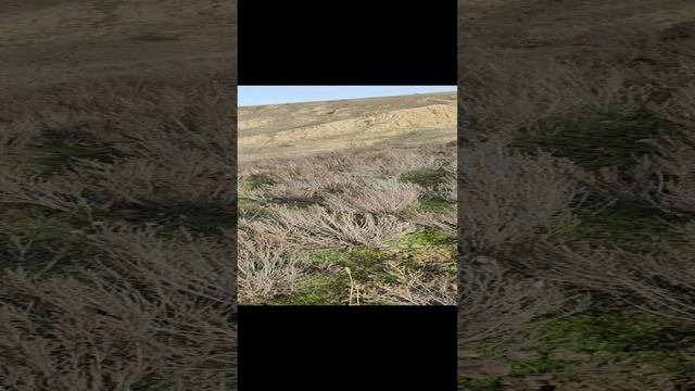 Грибы под Старый Новый Год