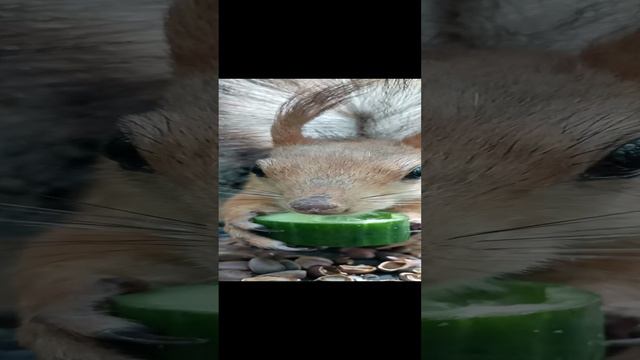 Белка ест огурчик