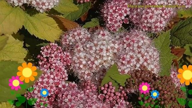 Спирея японская Дабл Плей Биг Бенг. Краткий обзор описание spiraea japonica Double Play Big Bang