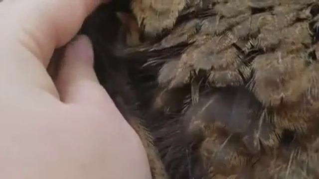 Вот по этому у орлицы большие крылья
