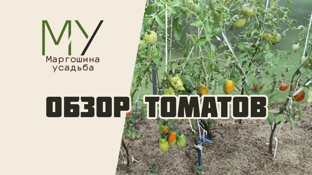 Обзор томатов в теплице и открытом грунте