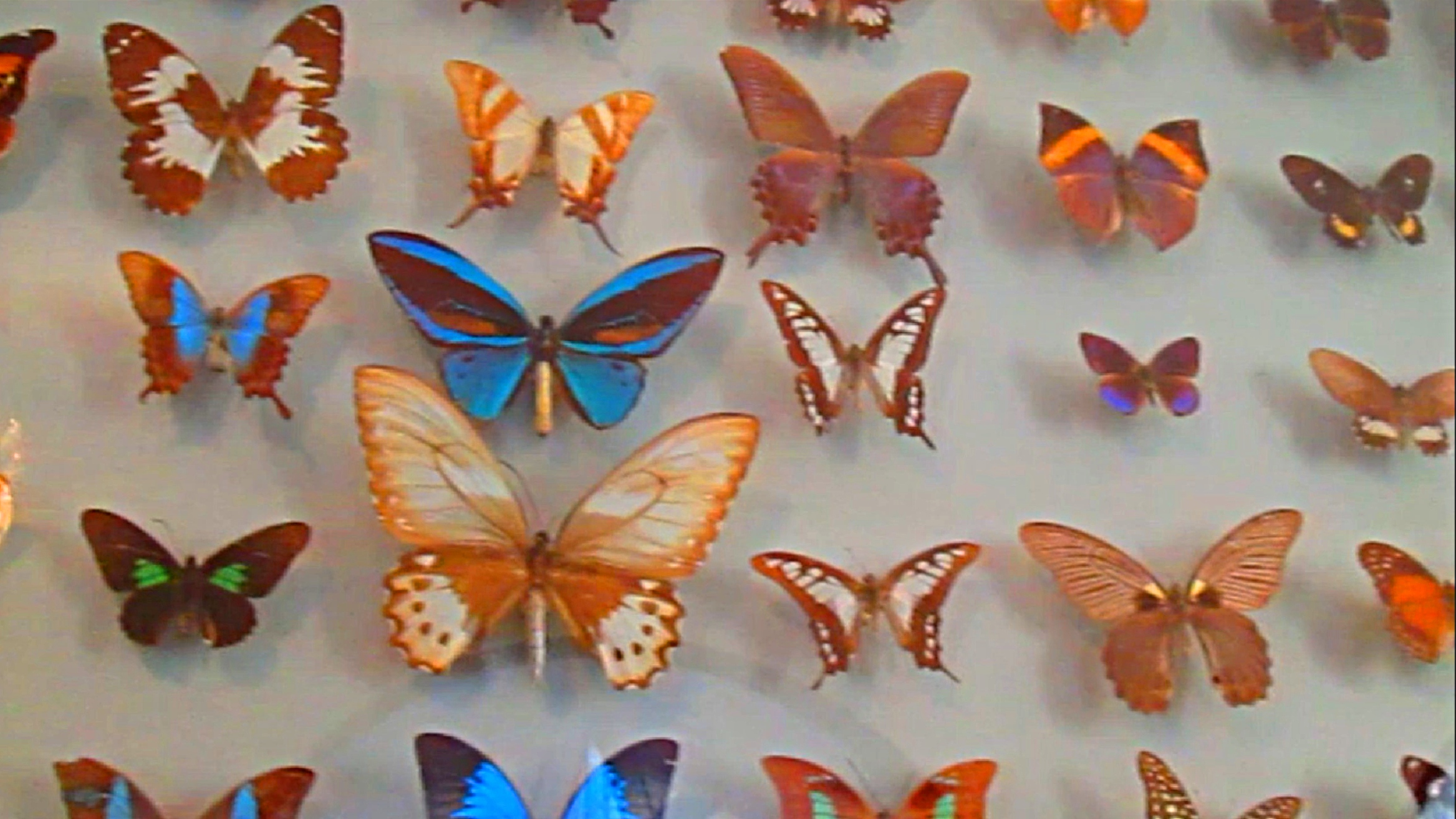 Коллекция тропических бабочек