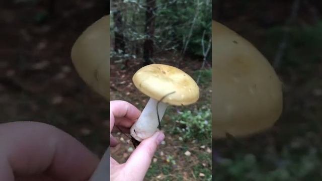 Идеальная сыроежка