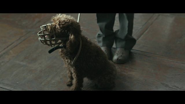 "Каждый мечтает о собаке" - в кино с 16 мая 2024 г. (рус. трейлер)
