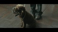 "Каждый мечтает о собаке" - в кино с 16 мая 2024 г. (рус. трейлер)