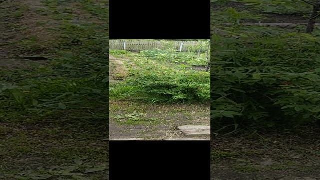 Кот Васька