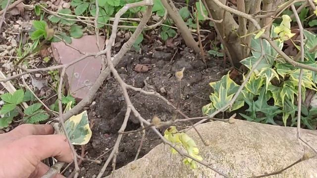Первые цветочные бонусы в довесок к магнолиям - цветут кусты корилопсисы