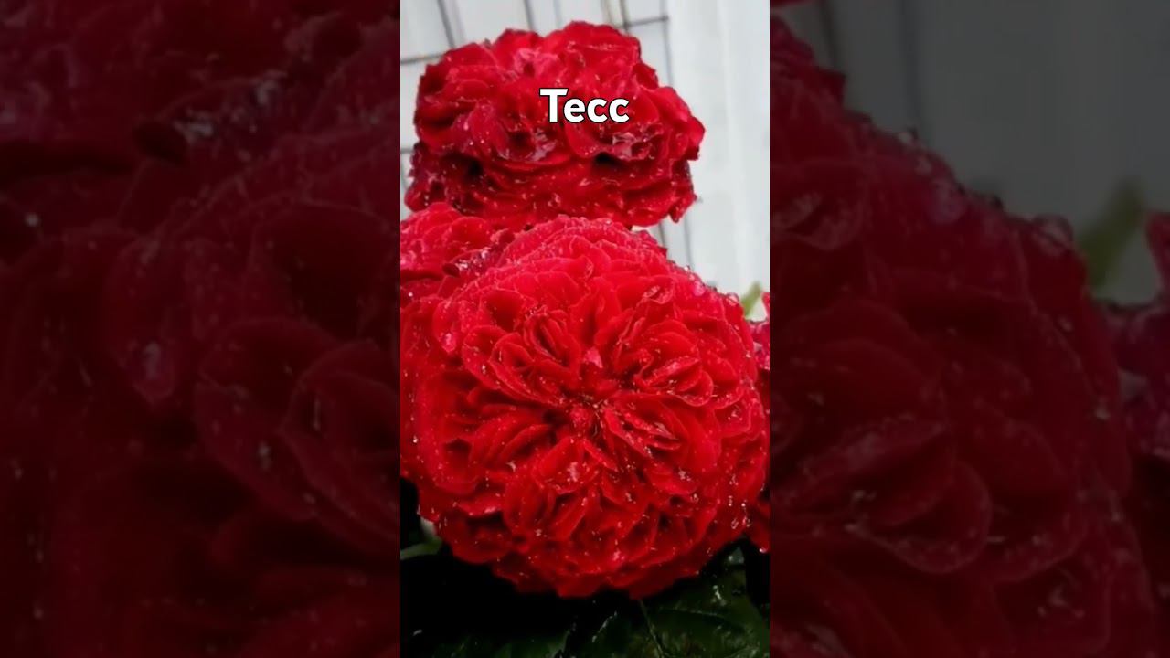 Тесс