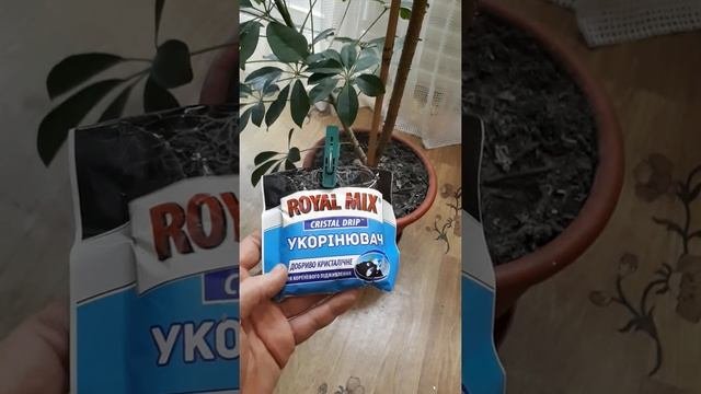 Стимулирование корней Шеффлеры Stimulation of Schéffleras Roots