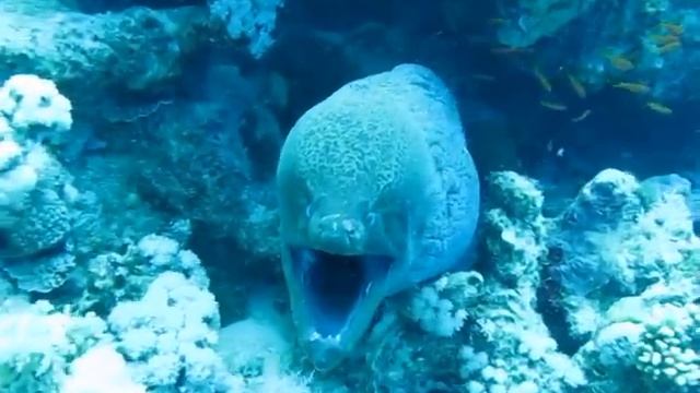 Мурена гигантская