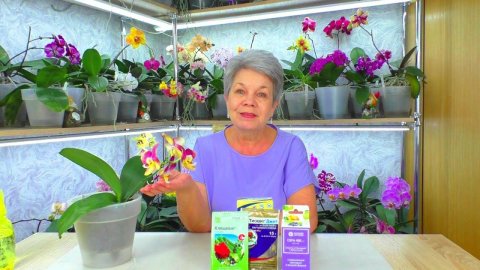 Красный Клещ сожрал орхидею! Когда уничтожила насекомых вредителей, орхидея зацвела снова.