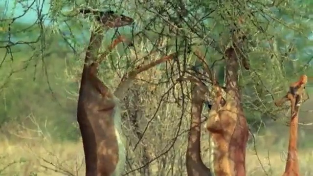 Serengeti ecosystem