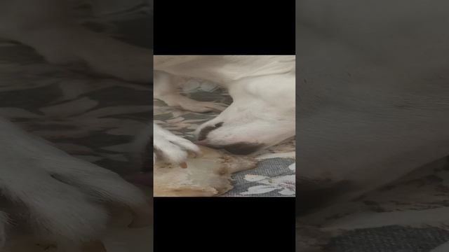 Маленькая косточка🏋️♀️