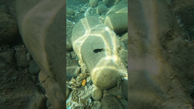 Море Чёрное
