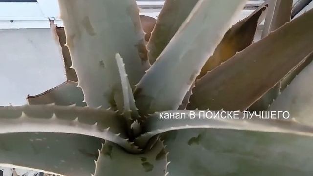 Чудодейственный Алоэ.Как использовать.