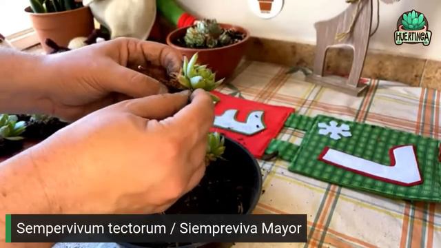 PROGRAMA 166: Todo lo que NECESITAS saber de la Sempervivum tectorum / Siempreviva Mayor