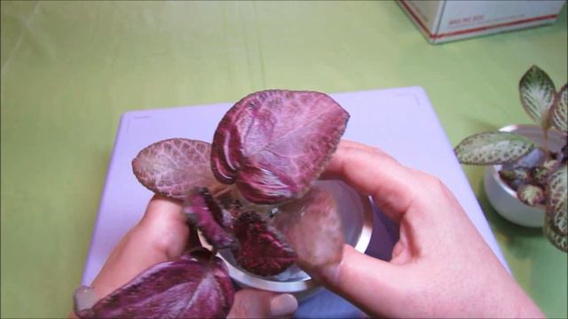 My New Episcias - Alice's Aussie & Silver Sheen - Unboxing of Southern Oak Aquatics Order