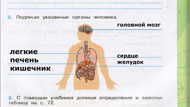 Окружающий мир. Рабочая тетрадь 3 класс 1 часть. ГДЗ стр. 71 №2