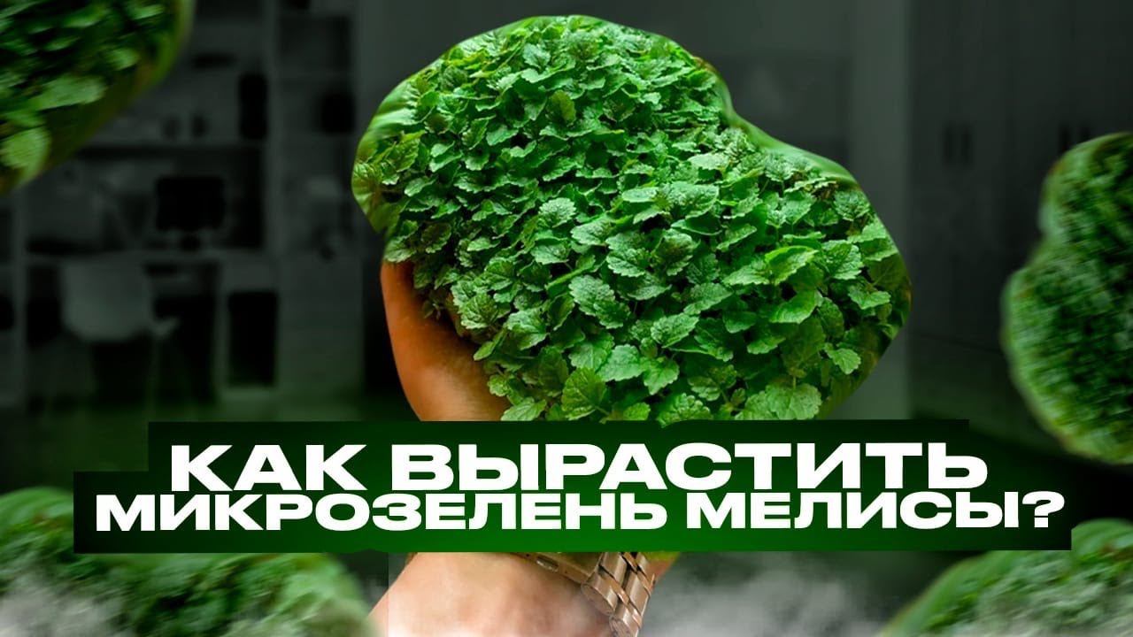 Как вырастить микрозелень - бейбилист мелисы?! Как посадить?