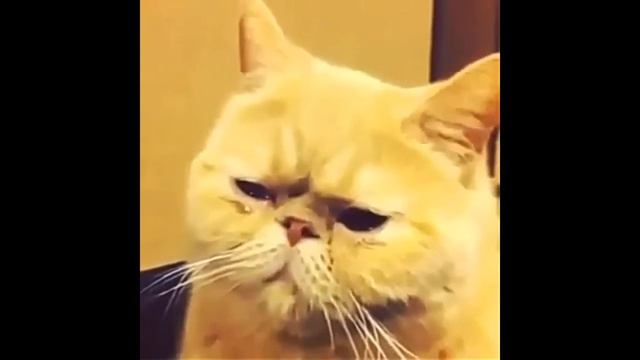 Кот Базилио приуныл (((