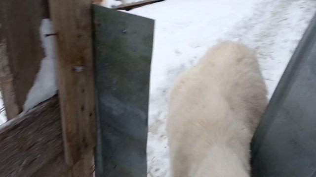 Обзор всех животных🐐🐔🐓🐑🐶🐈 и кладезь погребная😉