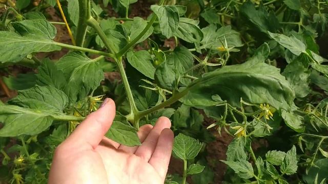 Как обрезаю листья у низкорослых томатов в июле в теплице