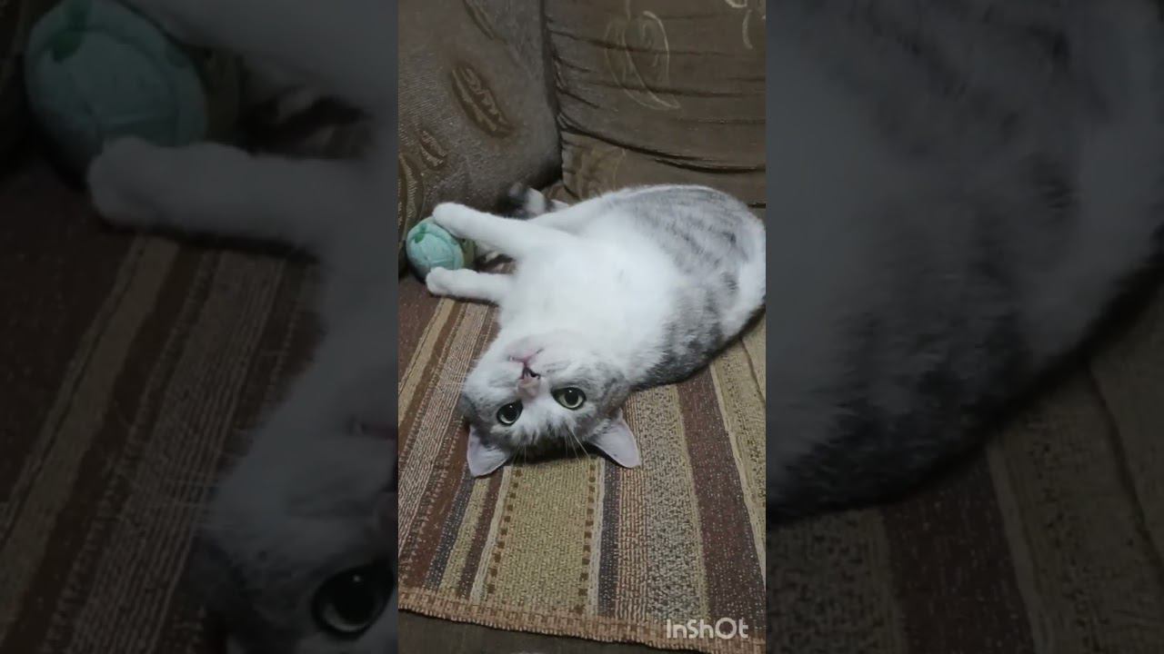 Кошаня