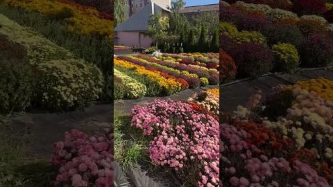 #Хризантема#Клумба#Цветы#Сад#Дача#Растения