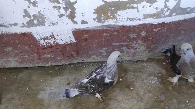 2 день уже вылечились Лечение Голубей от тресучки
