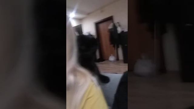 Котик не даёт расчесать волосы.